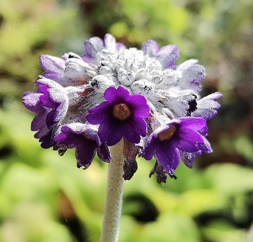 Primula capitata ssp mooreana